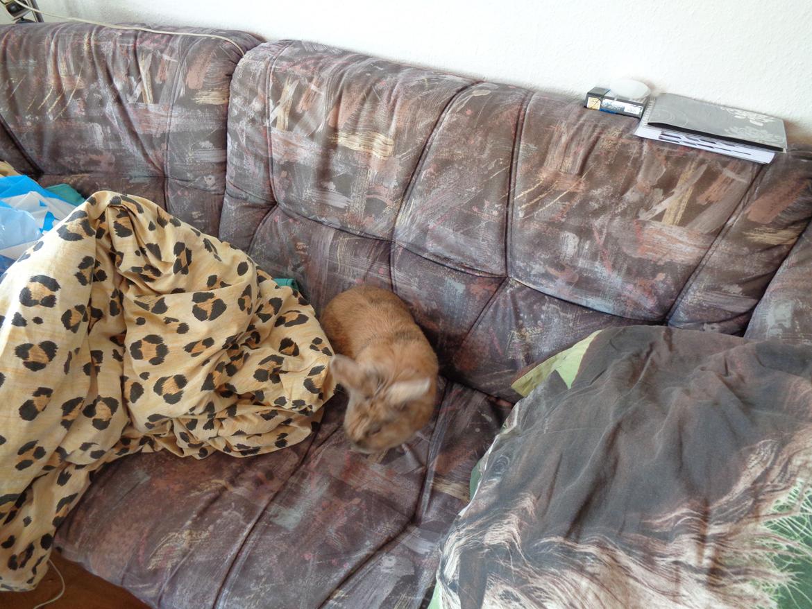 Kanin Diva Dynamo  billede 5