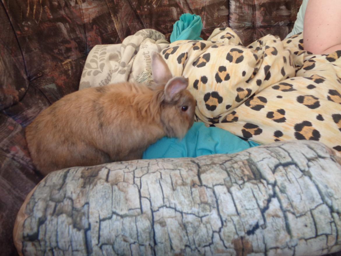 Kanin Diva Dynamo  billede 3