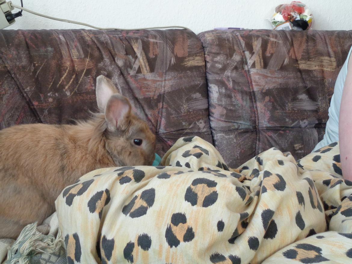 Kanin Diva Dynamo  billede 7