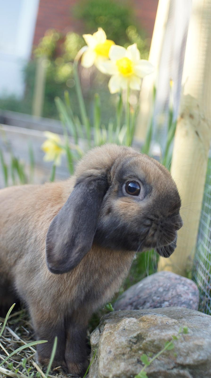 Kanin Sofus billede 1