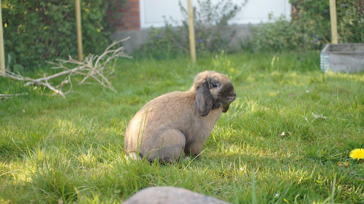 Kanin Sofus billede 2