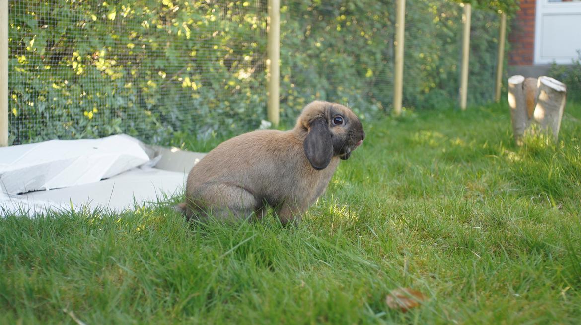 Kanin Sofus billede 4