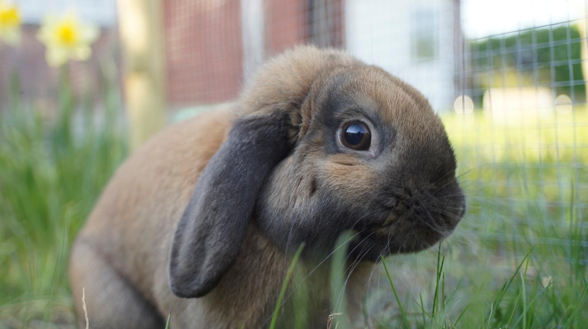 Kanin Sofus billede 3