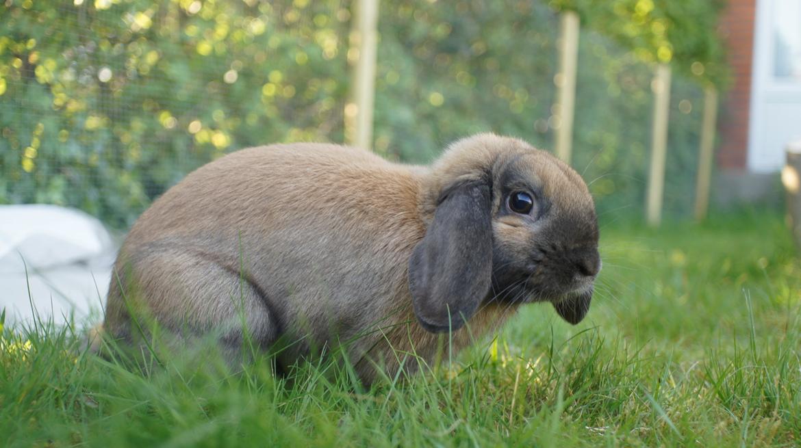 Kanin Sofus billede 5