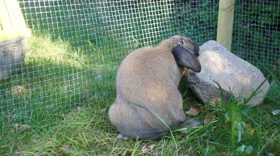 Kanin Sofus billede 6