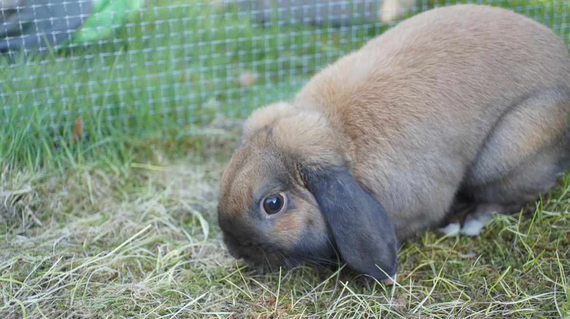 Kanin Sofus billede 7