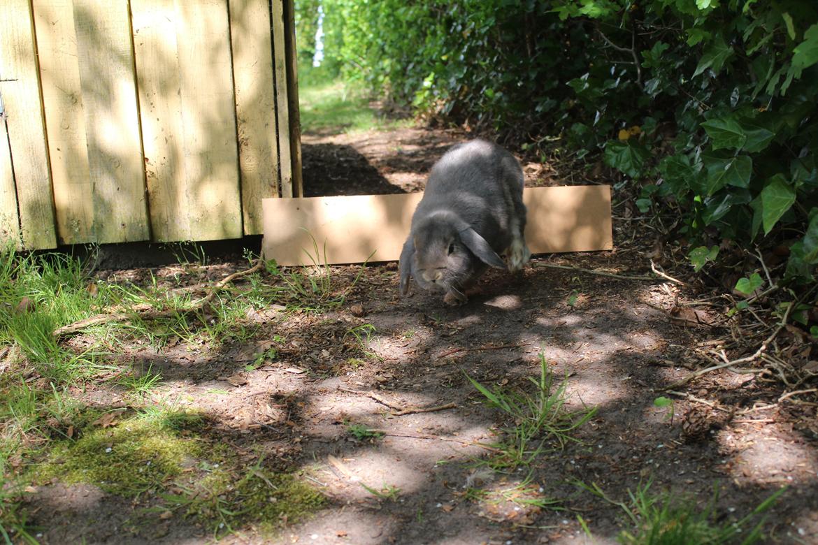 Kanin Krelle billede 2