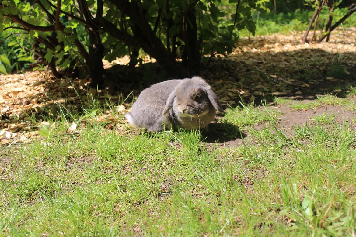 Kanin Krelle billede 1