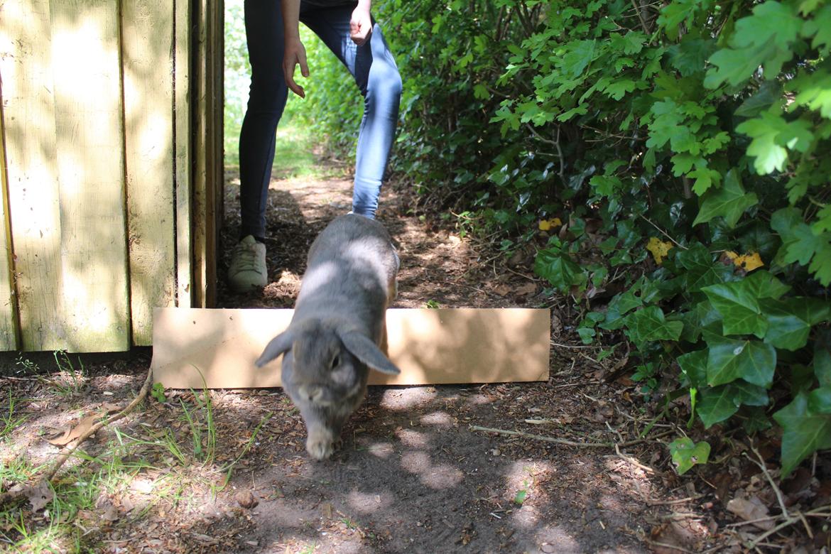 Kanin Krelle billede 3