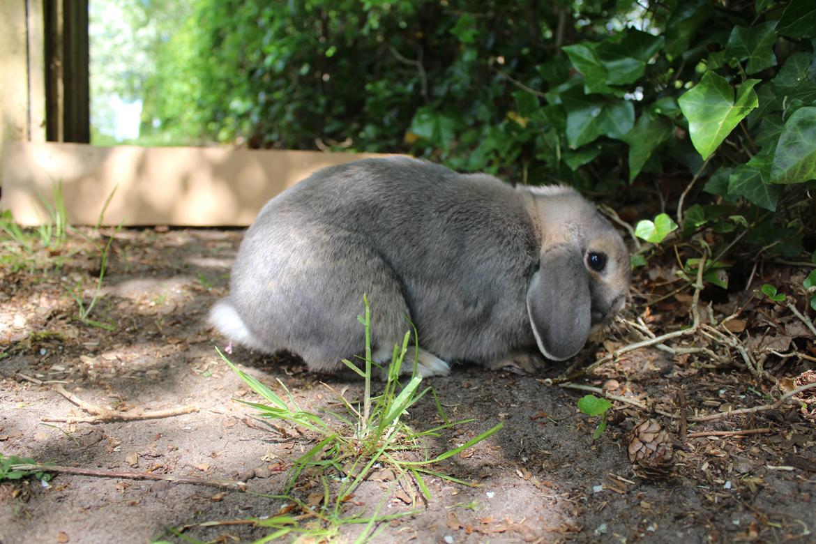 Kanin Krelle billede 6