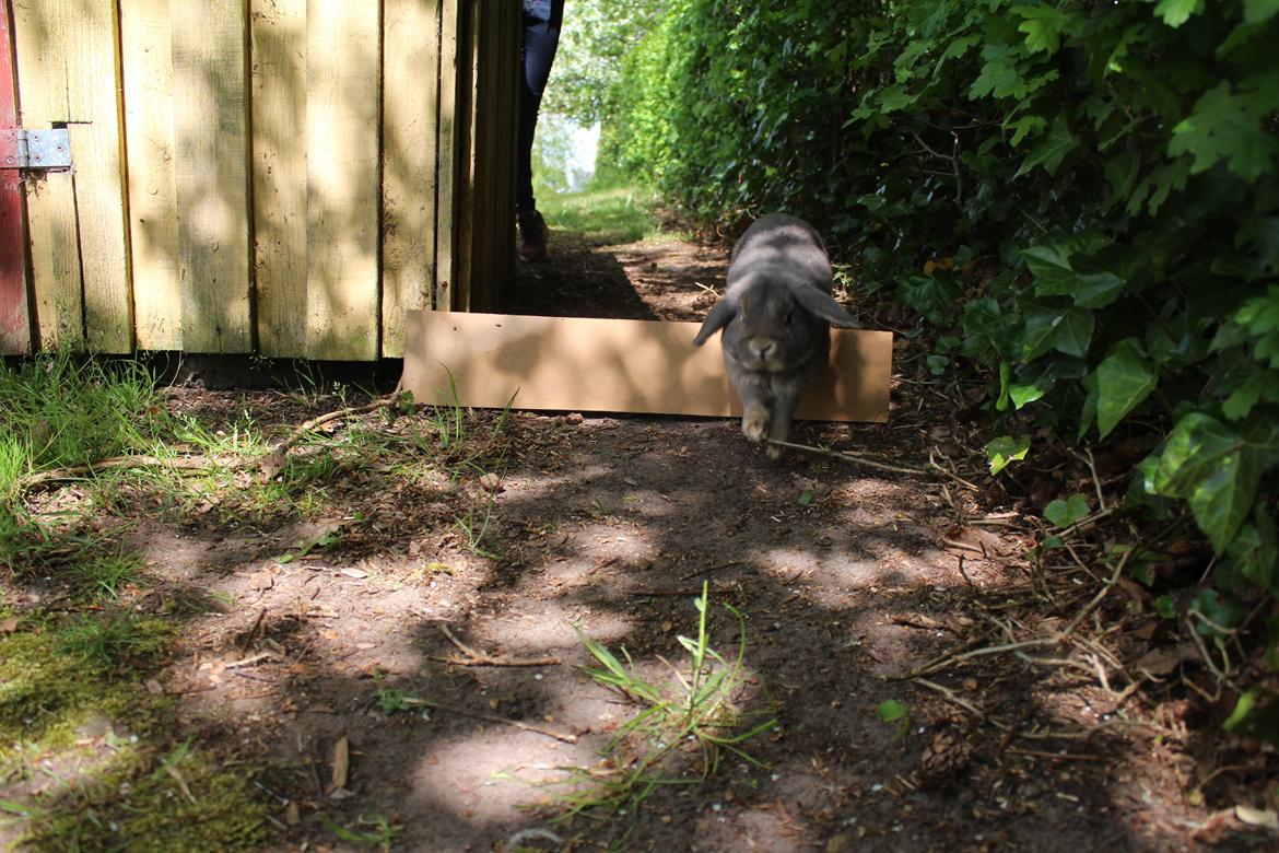 Kanin Krelle billede 5