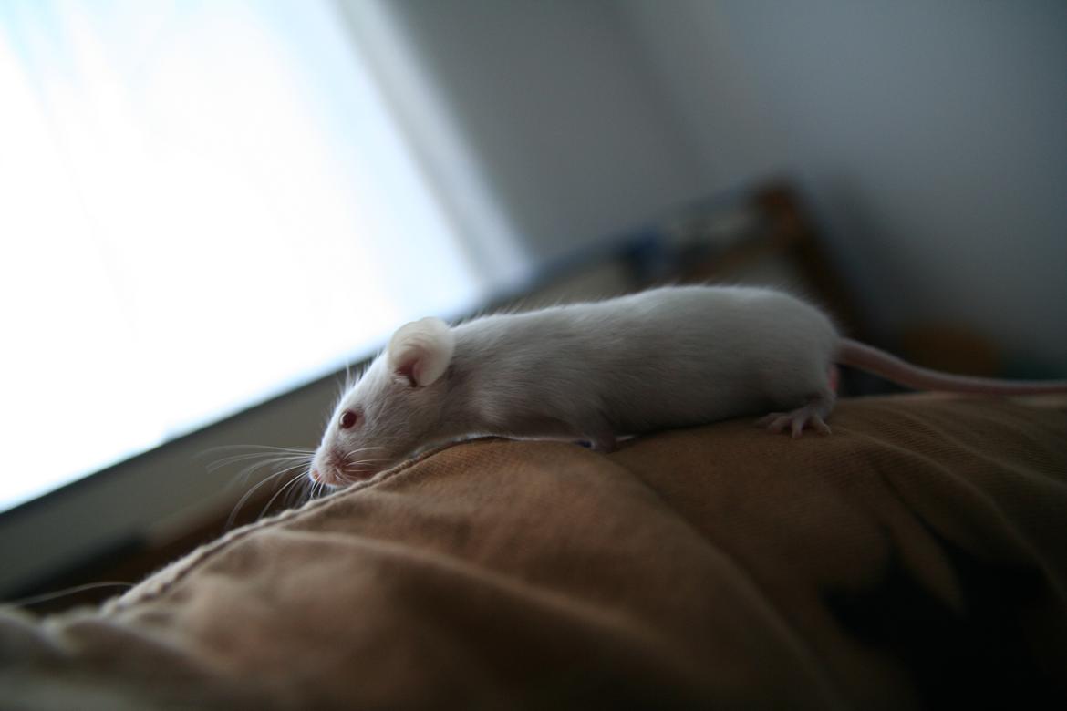 Mus Mozart billede 5