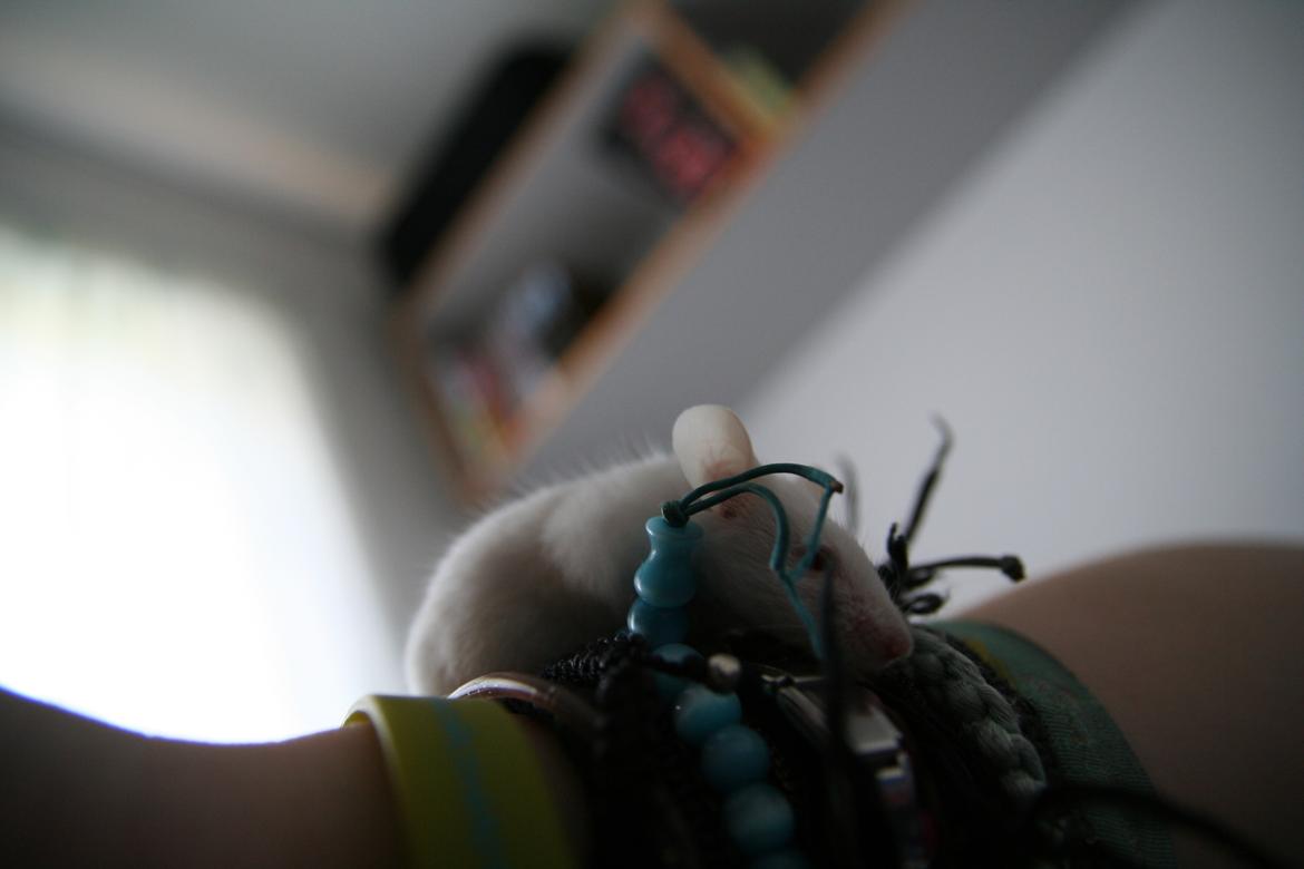 Mus Mozart billede 6