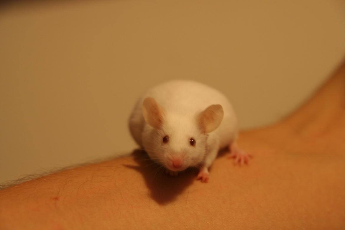 Mus Mozart billede 7