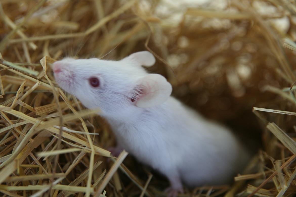 Mus Mozart billede 8