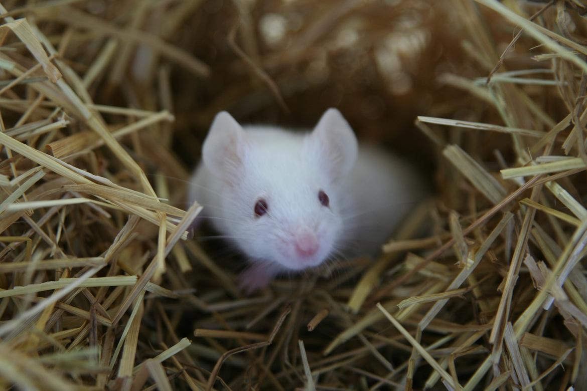 Mus Mozart billede 4