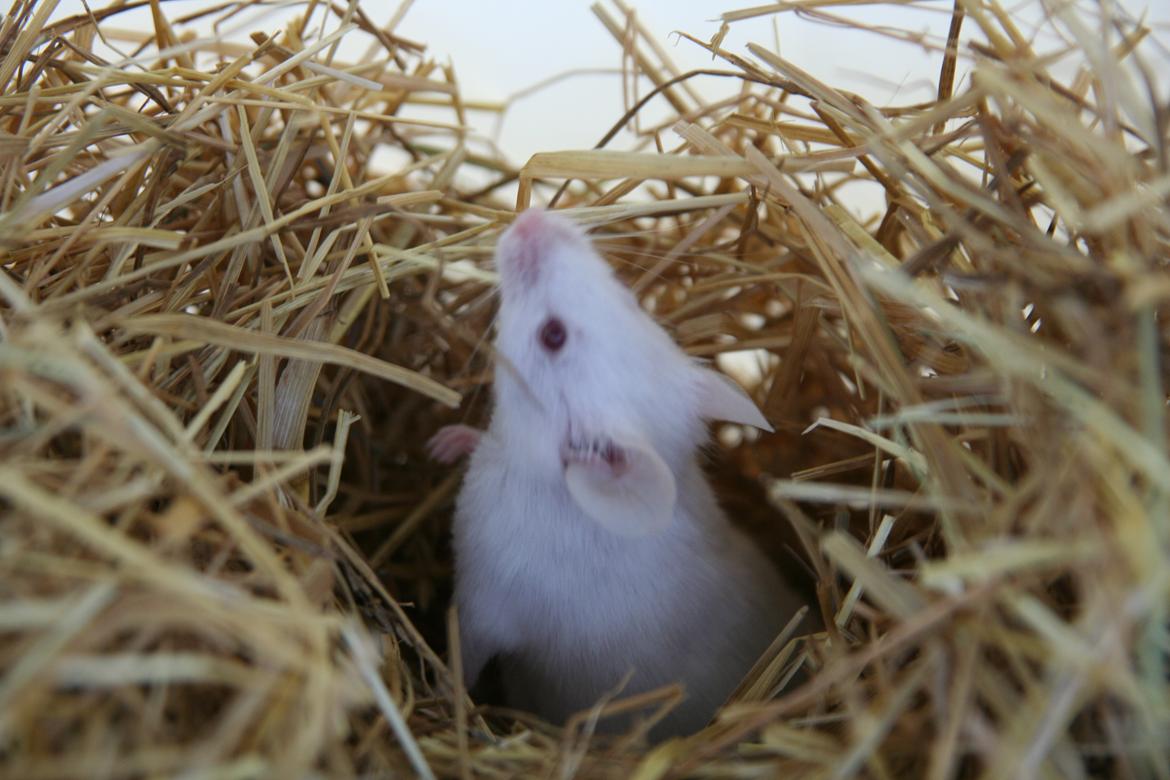 Mus Mozart billede 9