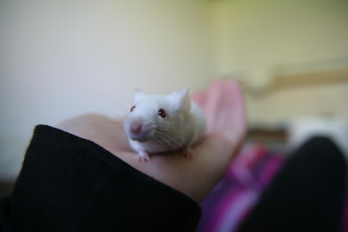 Mus Mozart billede 10