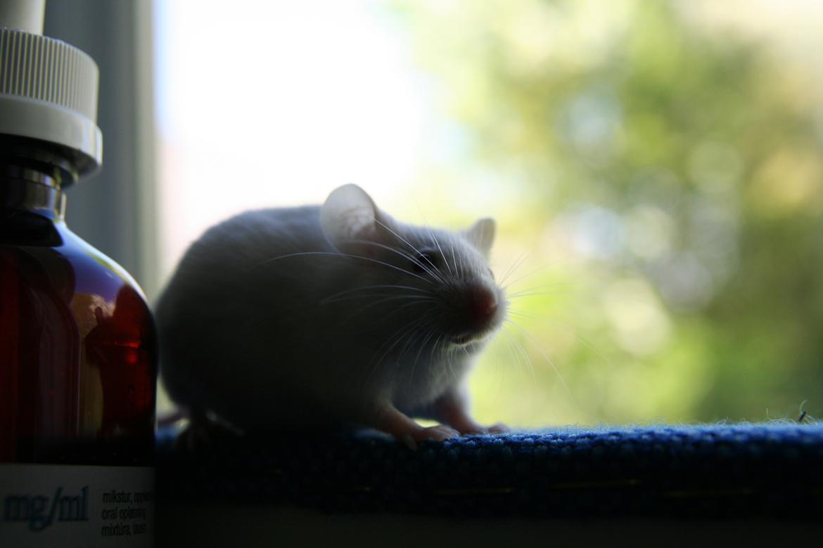 Mus Mozart billede 1