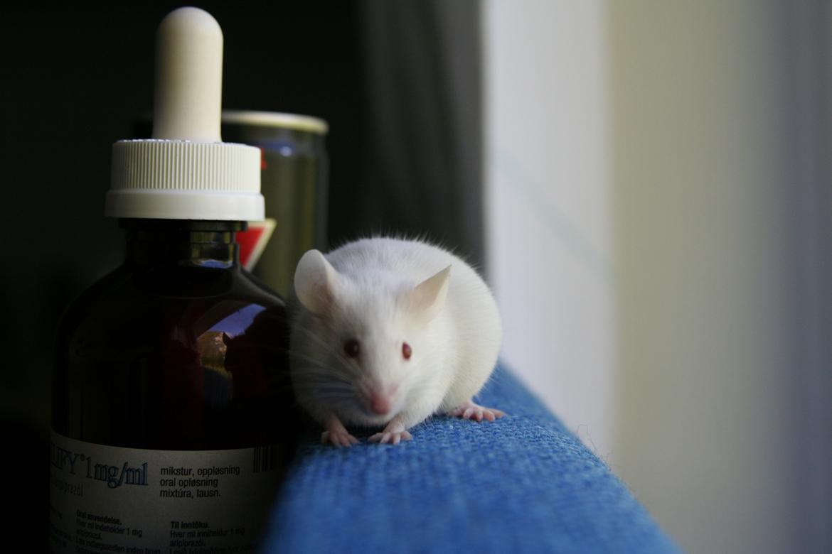 Mus Mozart billede 2