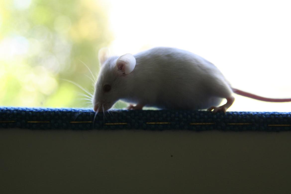 Mus Mozart billede 3