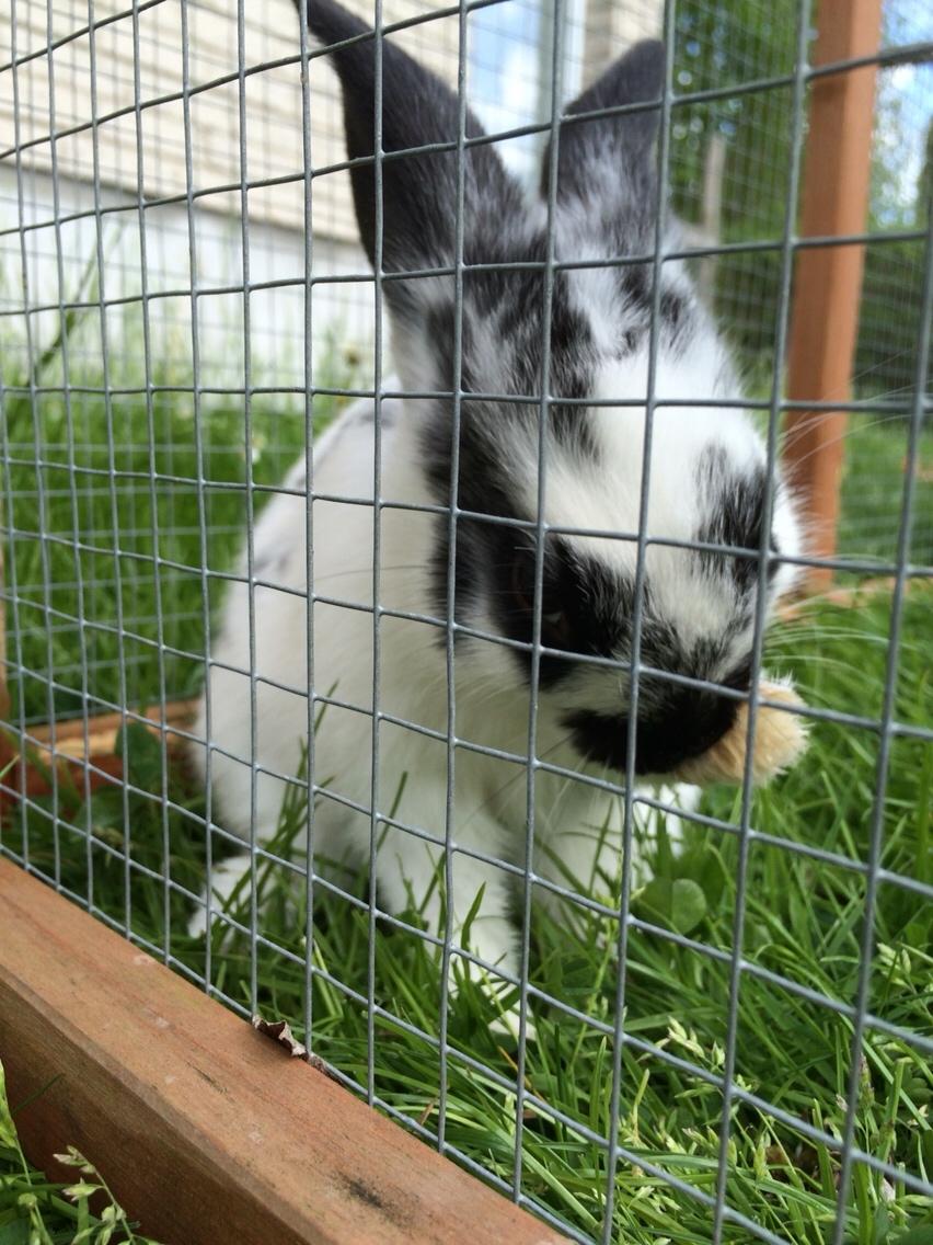 Kanin Mælkebøttegaardens Kiwi billede 1