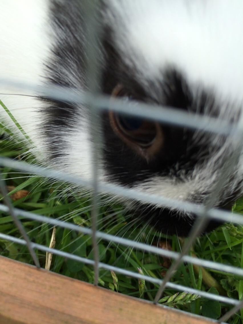 Kanin Mælkebøttegaardens Kiwi billede 3