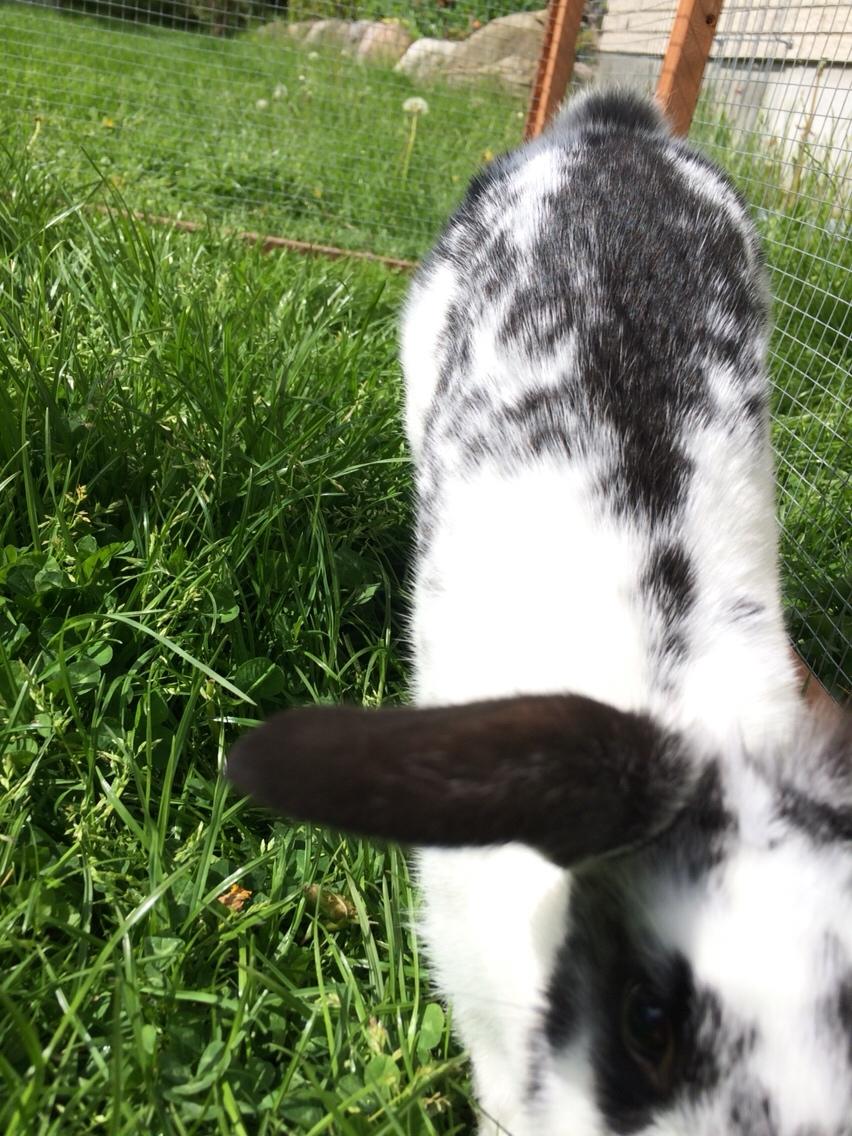 Kanin Mælkebøttegaardens Kiwi billede 4