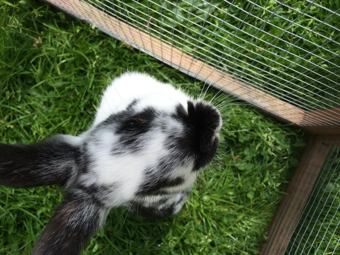 Kanin Mælkebøttegaardens Kiwi billede 2