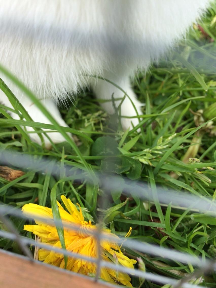 Kanin Mælkebøttegaardens Kiwi billede 5