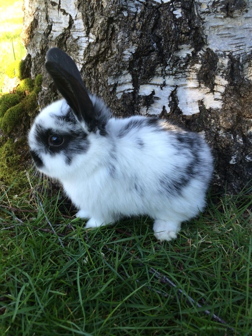 Kanin Mælkebøttegaardens Kiwi billede 6