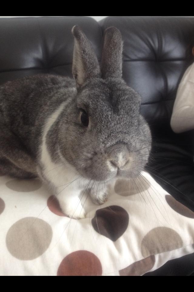 Kanin Speedy billede 1