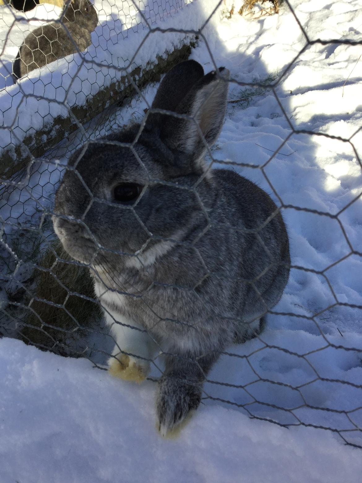 Kanin Speedy billede 2