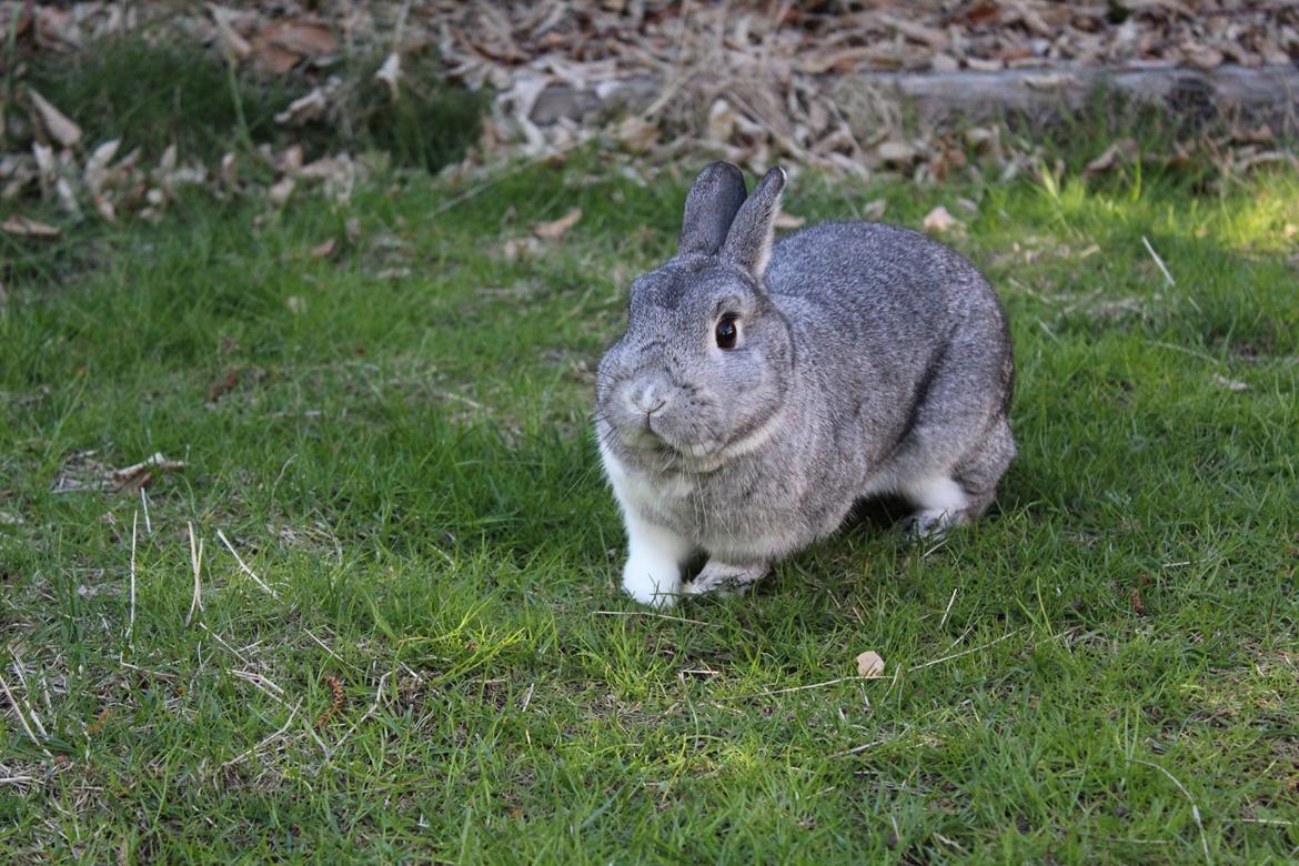 Kanin Speedy billede 4