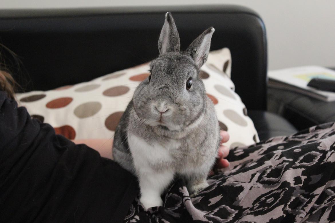 Kanin Speedy billede 3