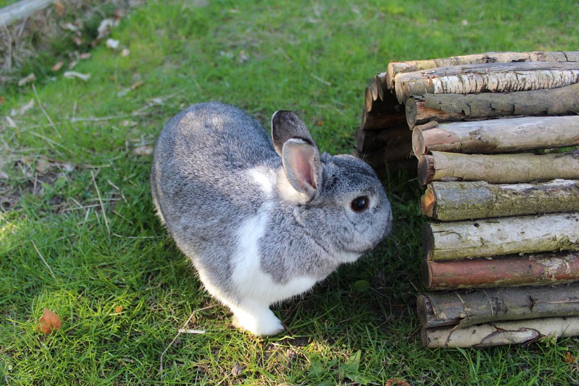 Kanin Speedy billede 6