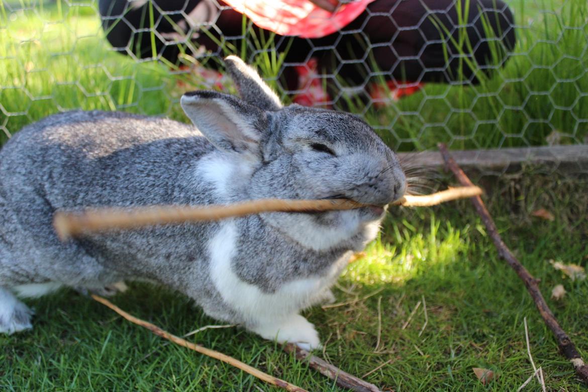 Kanin Speedy billede 7