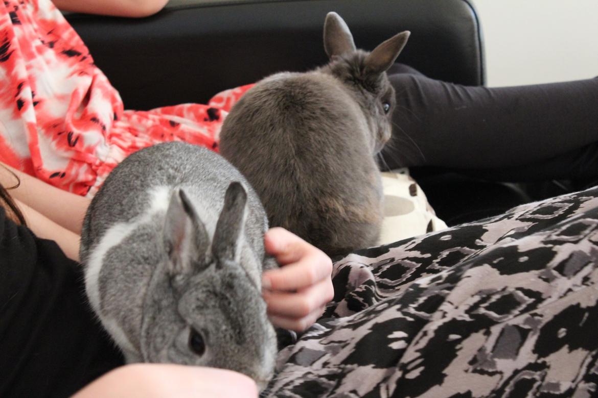 Kanin Speedy billede 8