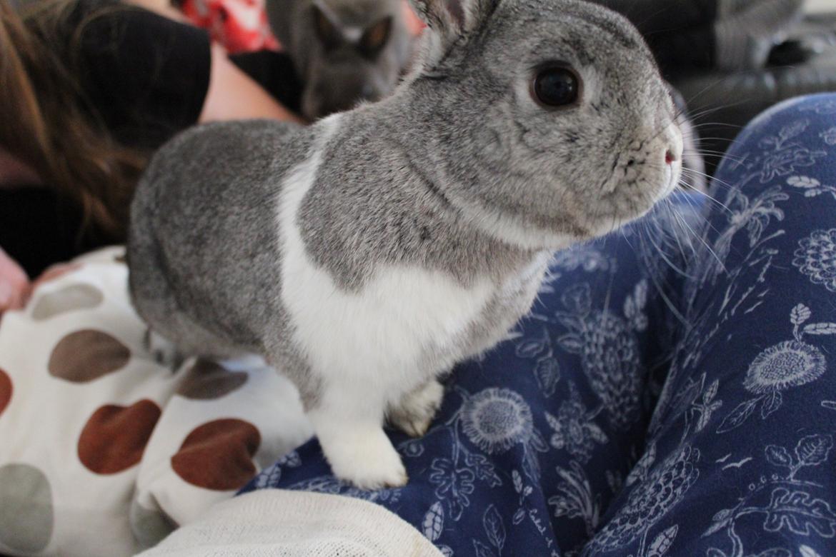 Kanin Speedy billede 10