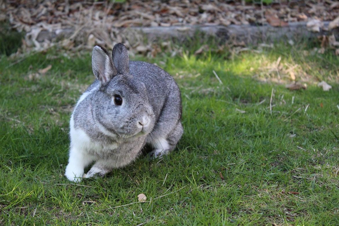 Kanin Speedy billede 5