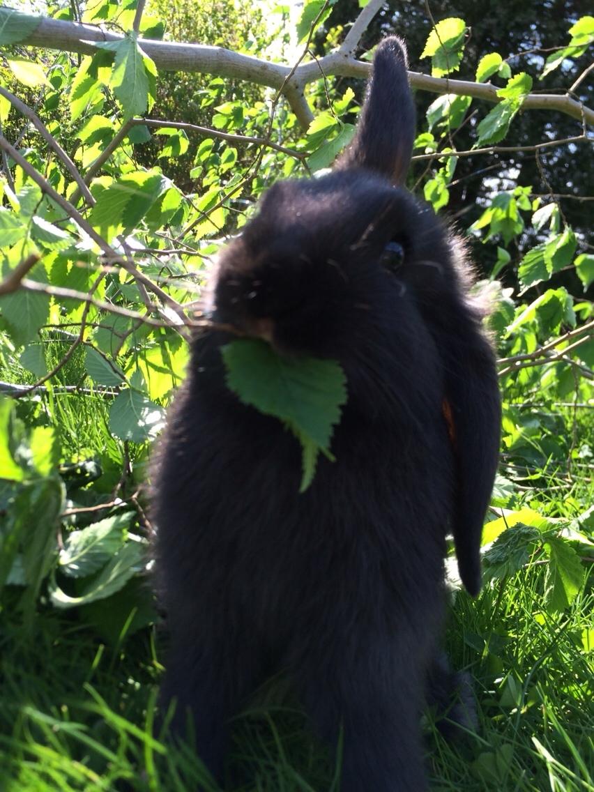 Kanin Mælkebøttegaardens Figen billede 1