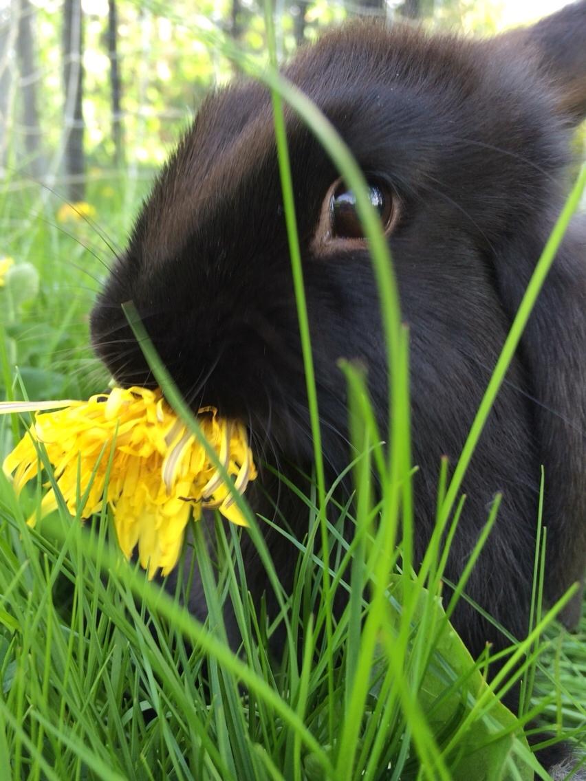 Kanin Mælkebøttegaardens Figen billede 2