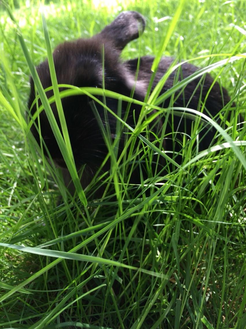 Kanin Mælkebøttegaardens Figen billede 3