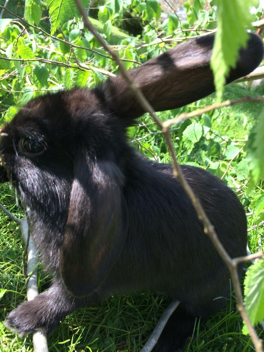 Kanin Mælkebøttegaardens Figen billede 4