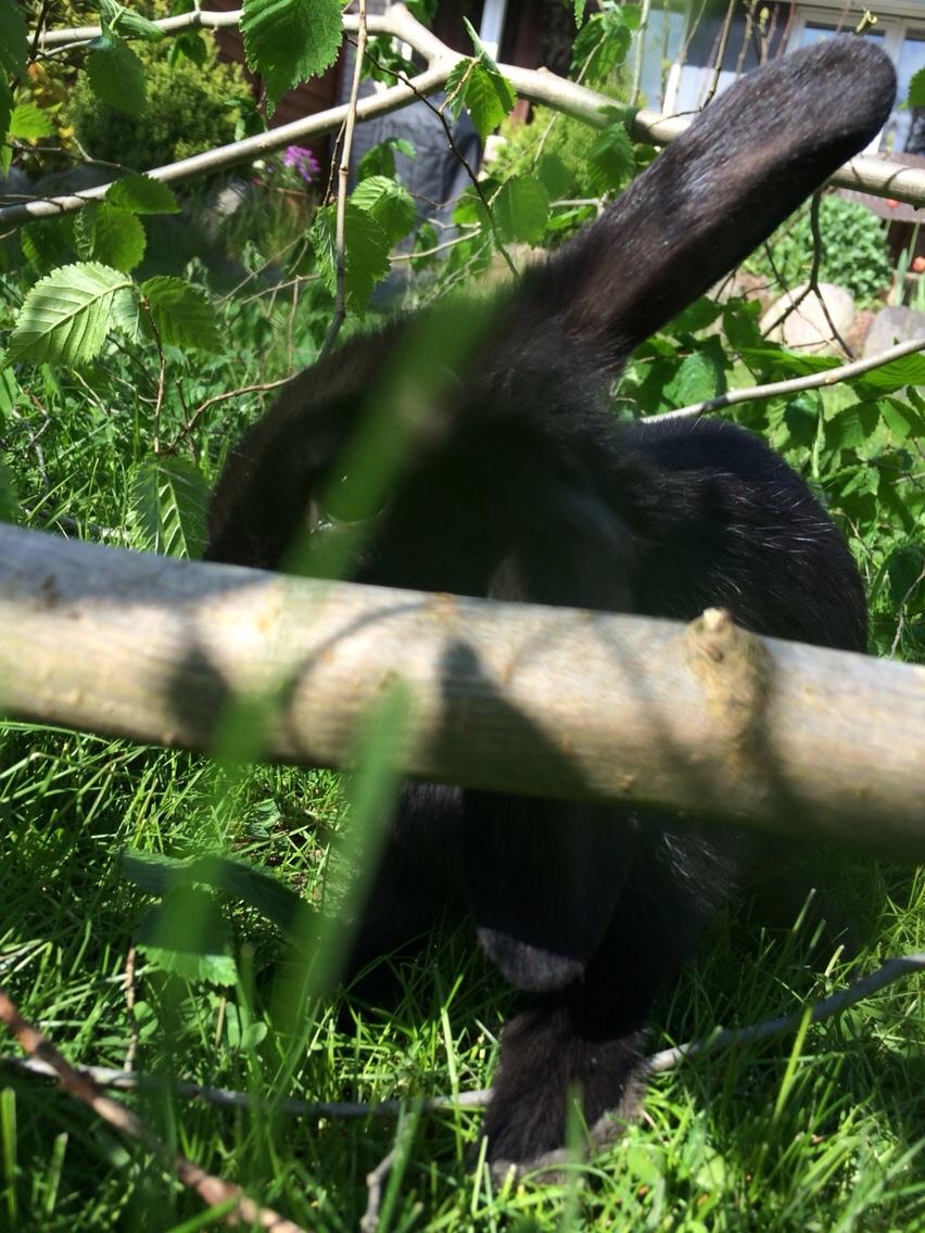 Kanin Mælkebøttegaardens Figen billede 5