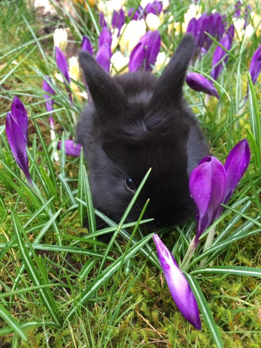 Kanin Mælkebøttegaardens Figen billede 7