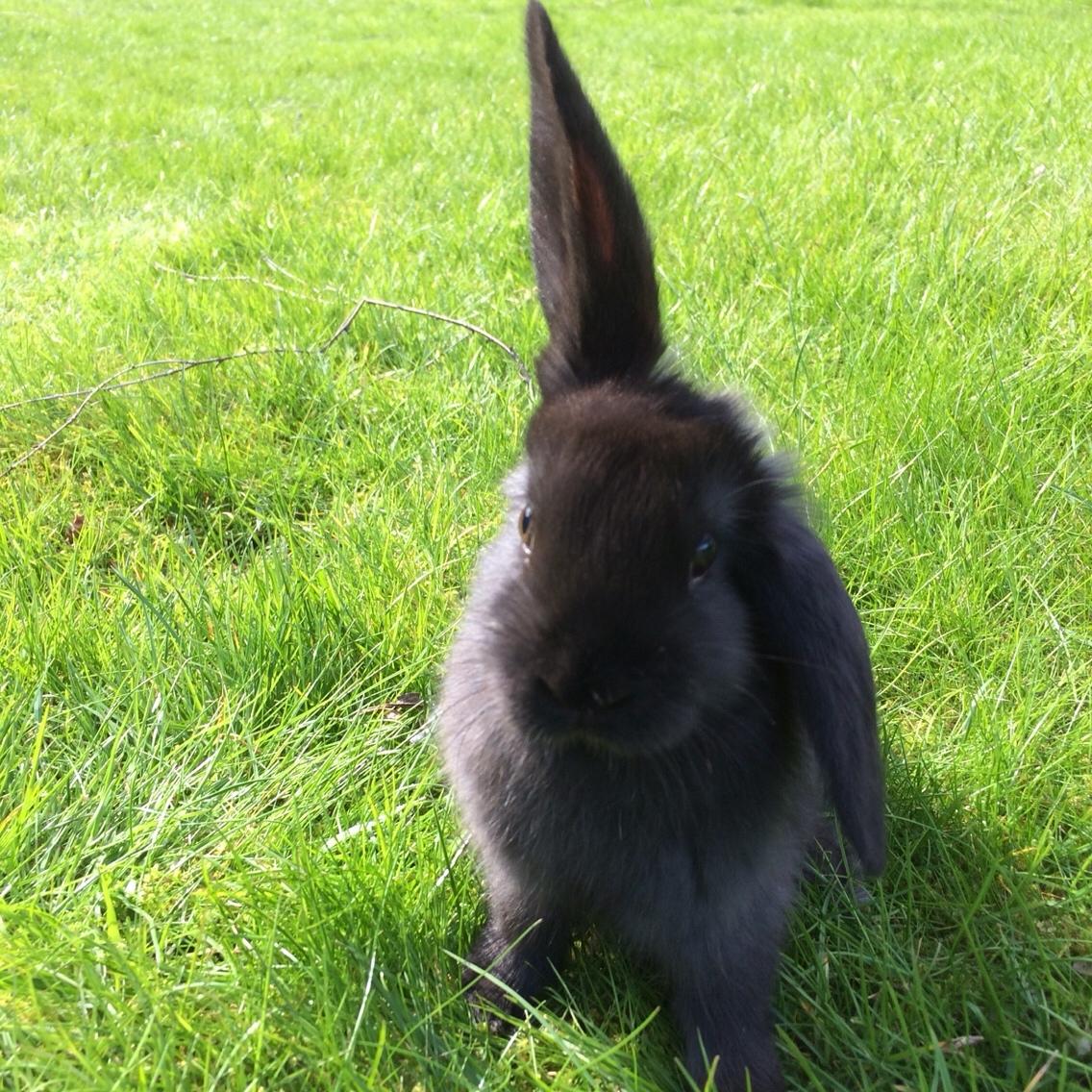 Kanin Mælkebøttegaardens Figen billede 6