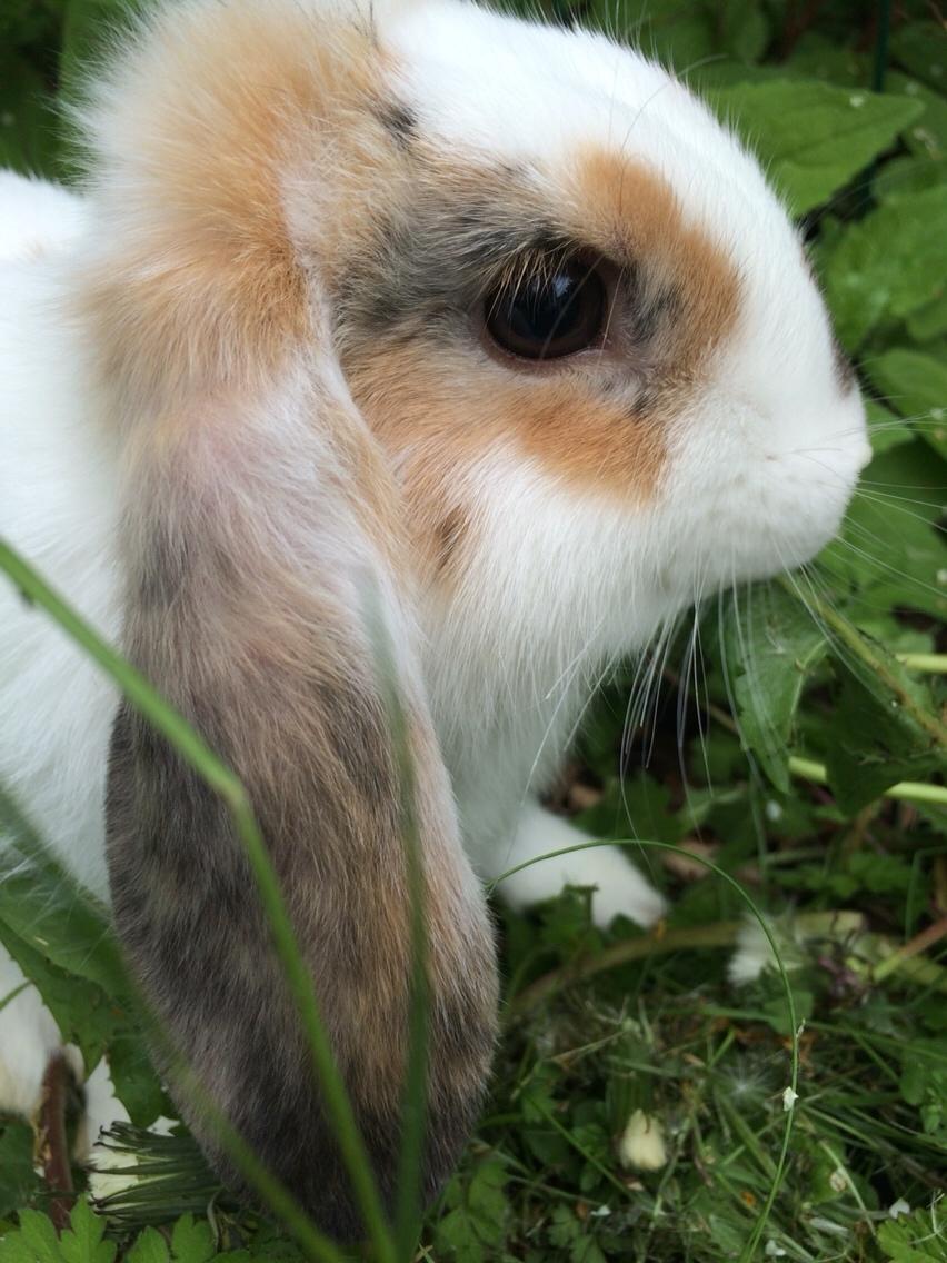 Kanin Mælkebøttegaardens Mango billede 7
