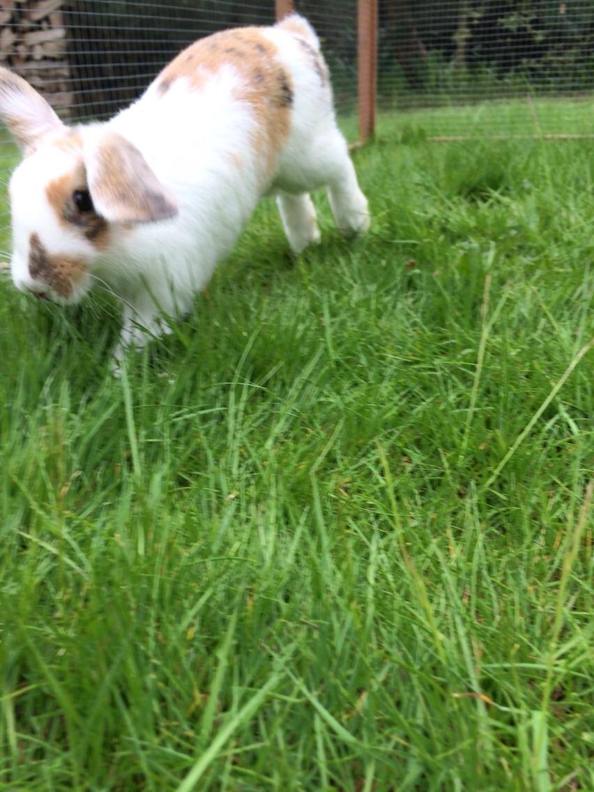 Kanin Mælkebøttegaardens Mango billede 3