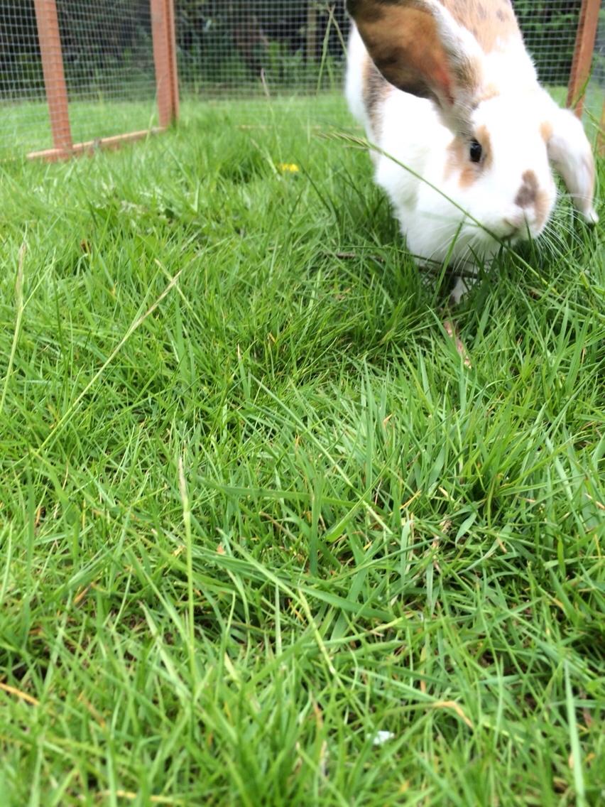 Kanin Mælkebøttegaardens Mango billede 1